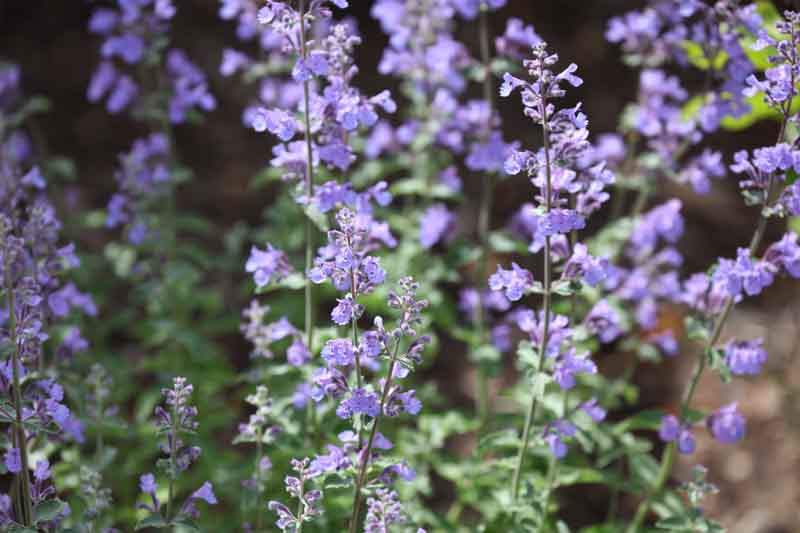 'Walker's Low' Catmint