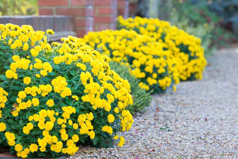 Chrysanthemum 'Morden Canary' Hardy Mum