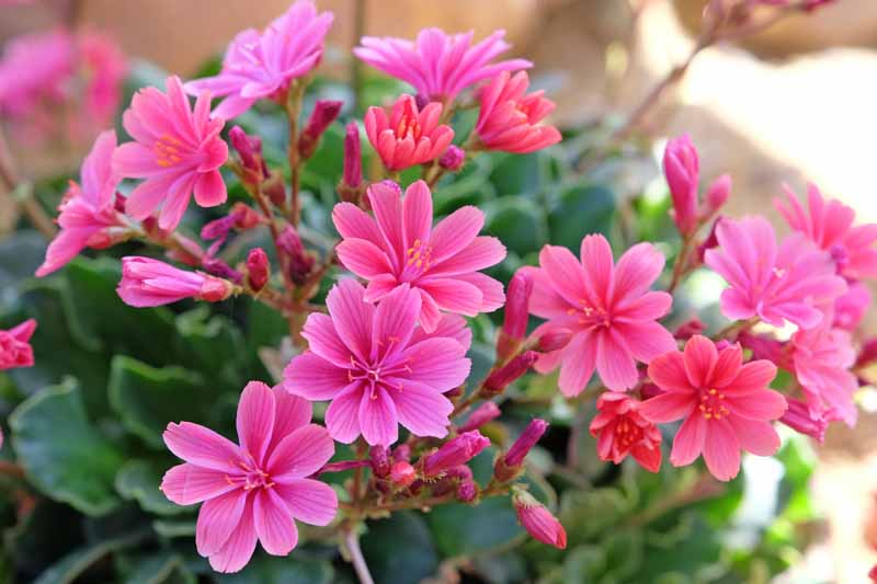 Rainbow Lewisia / Cliff Maids