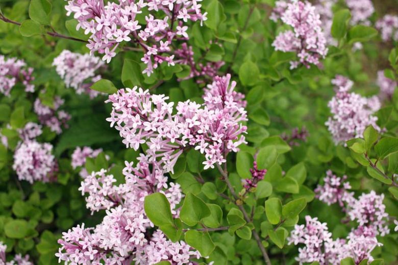 'Miss Kim' Lilac