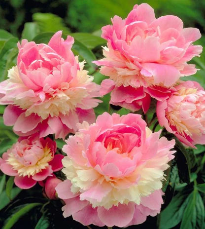 'Sorbet' Peony Pink, White, Gold