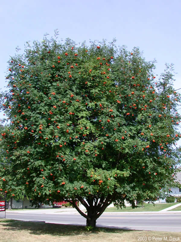 Russian Mountain Ash
