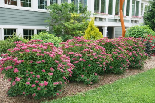 Spiraea - Double Play Doozie 'Red'