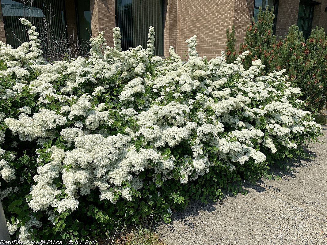 Spiraea 'Threelobed'