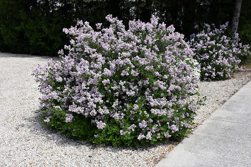 'Dwarf Korean' Lilac