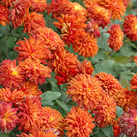 Chrysanthemum 'Morden Delight' Hardy Mum