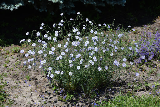 'White Diamond' Perennial Flax