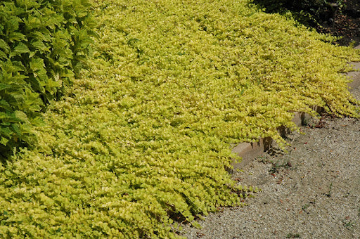 'Goldilocks' Creeping Jenny