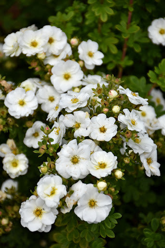 Potentilla - 'Morden Snow'