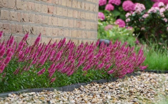 'Bubblegum Candles' Speedwell