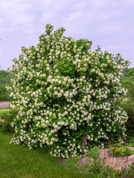 Common Snowball