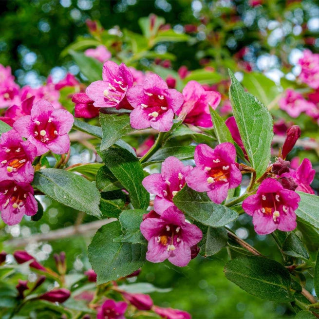 Weigela 'Rumba'