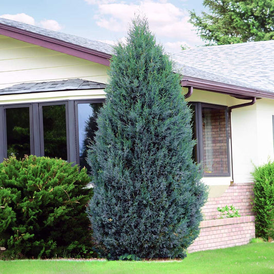 'Medora' Upright Juniper