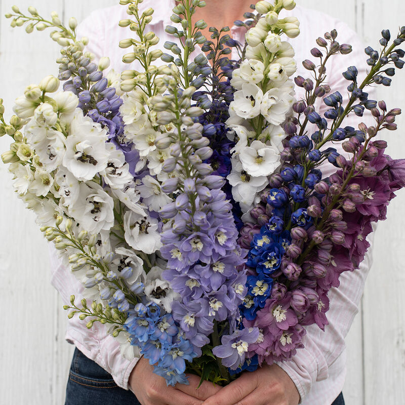 Delphinium - 'Blue Fountain' Larkspur