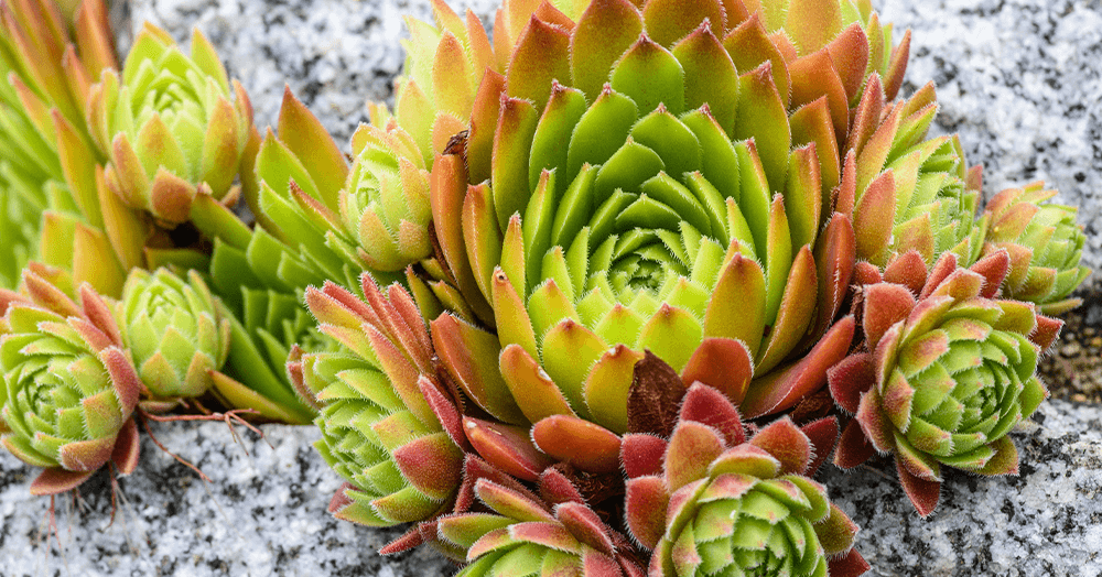 Hens & Chicks