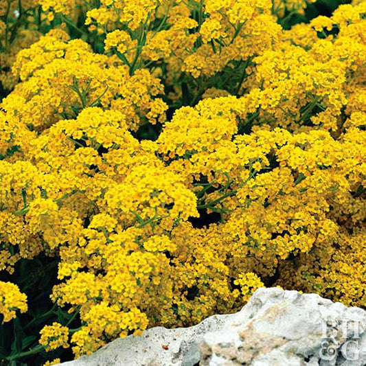 'Compacta' Basket of Gold