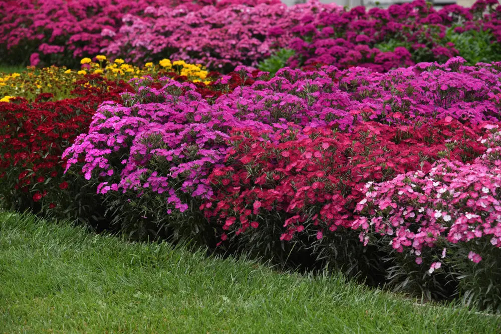 Dianthus - Olivia Cherry