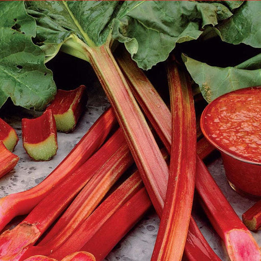 'Canada Red' Rhubarb