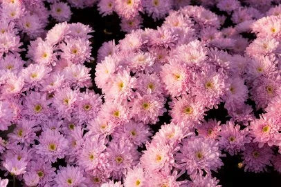 Chrysanthemum 'Morden Candy' Hardy Mum