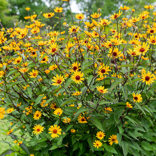 'Summer Nights' False Sunflower