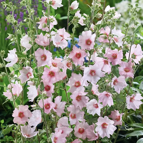 'Barnsley' Mallow