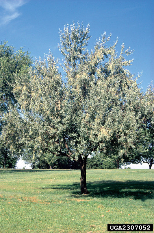 Russian Olive