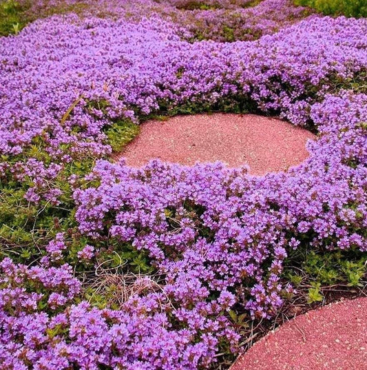 'Blue Carpet' Rockcress