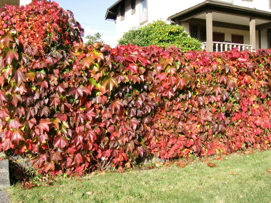 Virginia Creeper