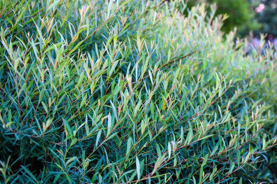 'Canyon Blue Arctic' Willow