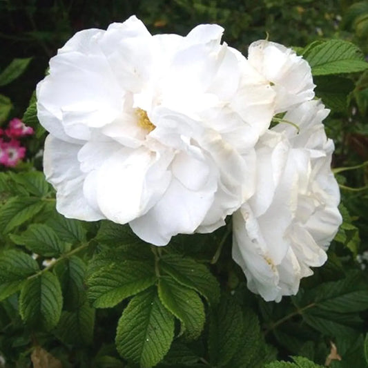 'Blanc Double de Coubert' Rose Double White