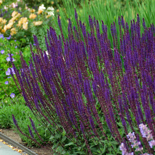 Salvia - 'Caradonna'