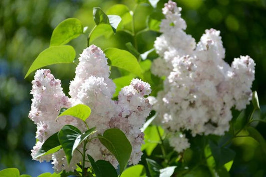 'Beauty of Moscow' French Lilac