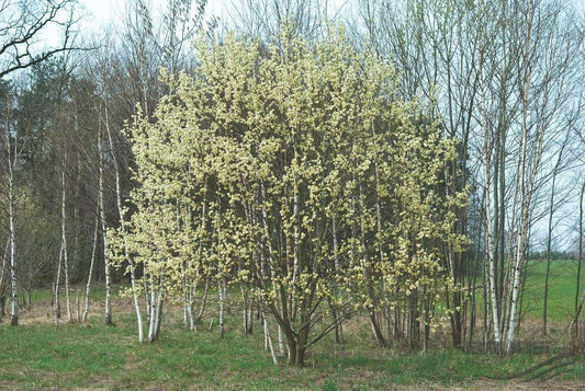 Native Pussy Willow