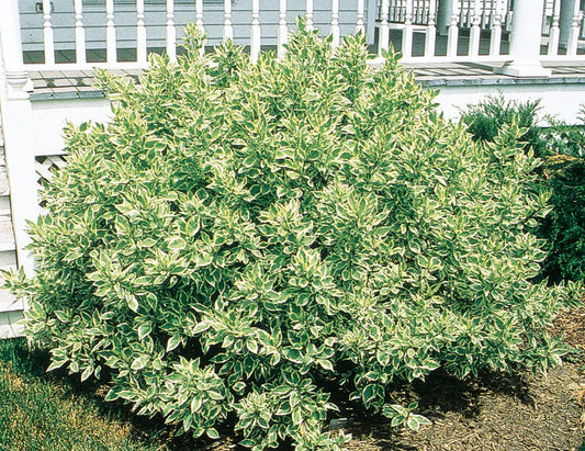 'Ivory Halo' Dogwood