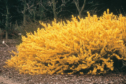 'Northern Gold' Forsythia