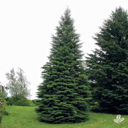 'Black Hills' Spruce Rooted Plugs (25 trees per bag)