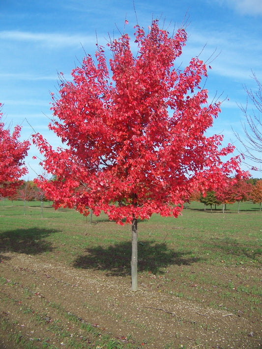 Amur Maple Tree