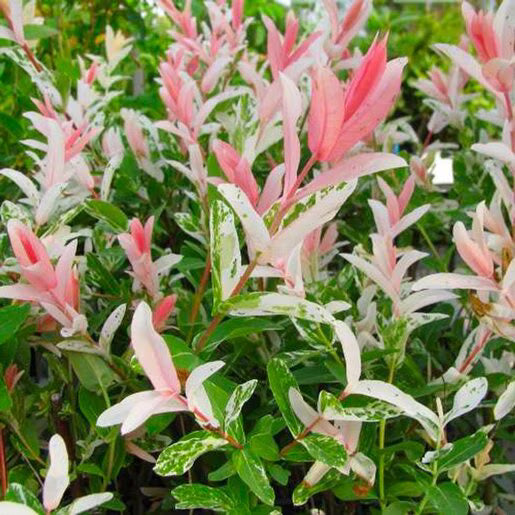 'Flamingo' Willow