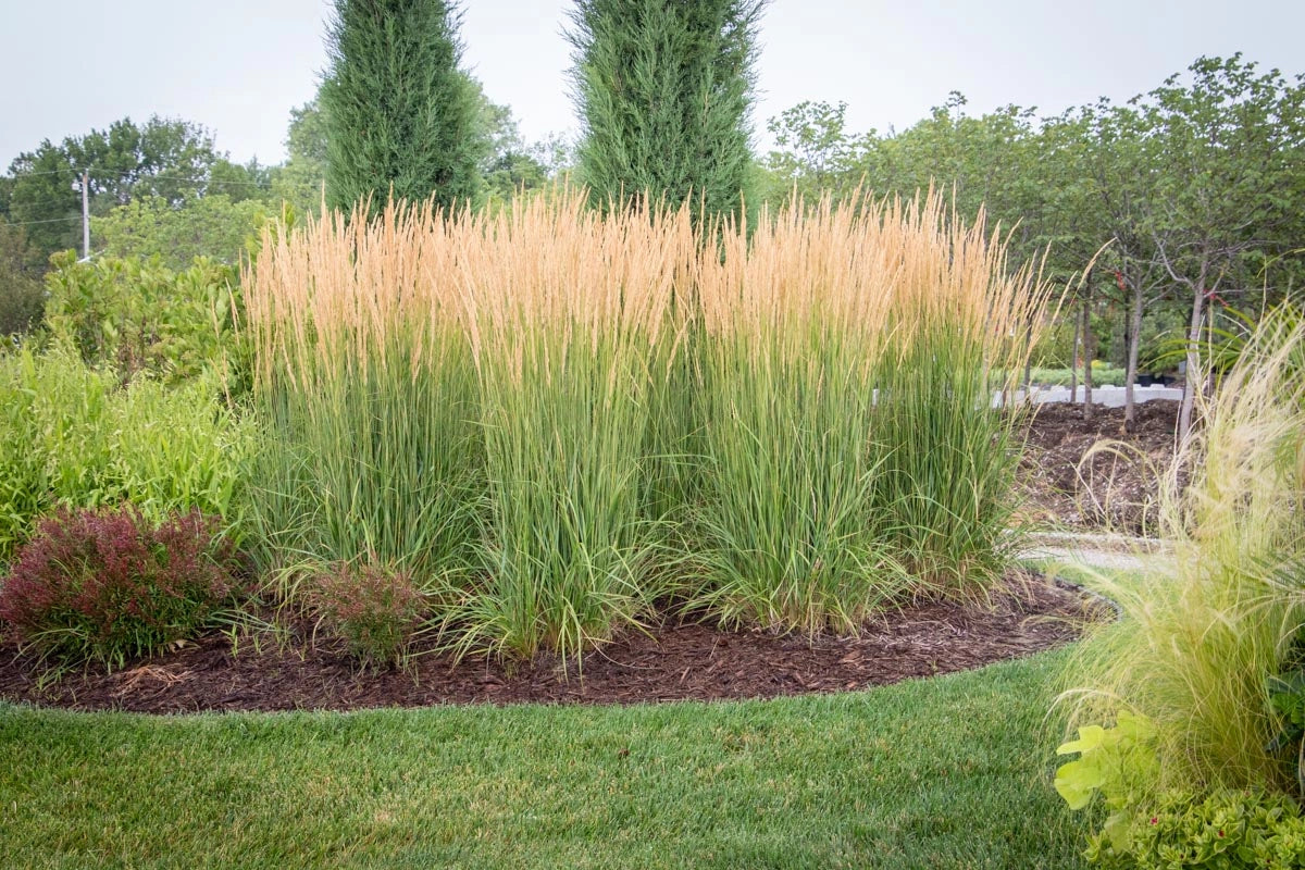 'Karl Foerster' Feather Reed Grass