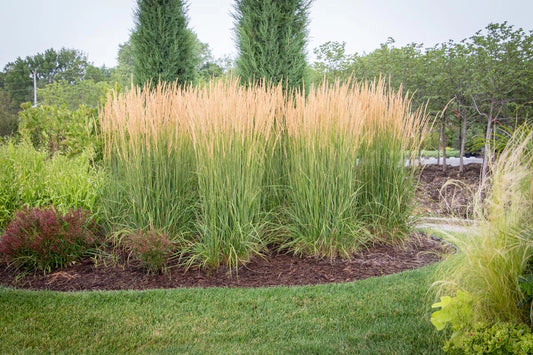 'Karl Foerster' Feather Reed Grass
