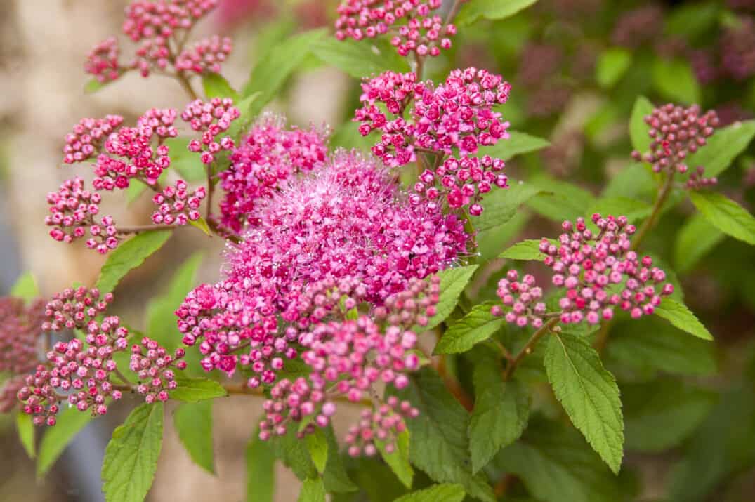 Spiraea 'Superstar'