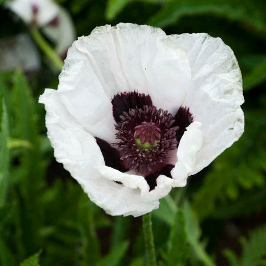 'Royal Wedding' Oriental Poppy