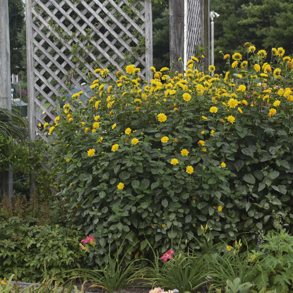 'Summer Nights' False Sunflower