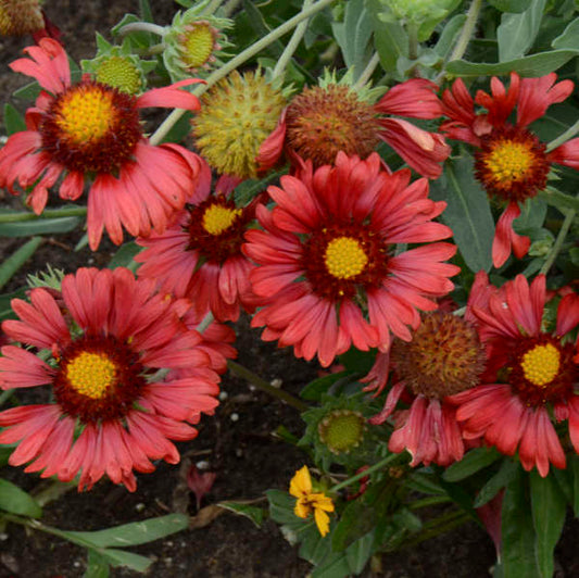'Burgundy' Blanket Flower