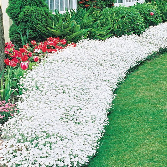 Snow-in-Summer