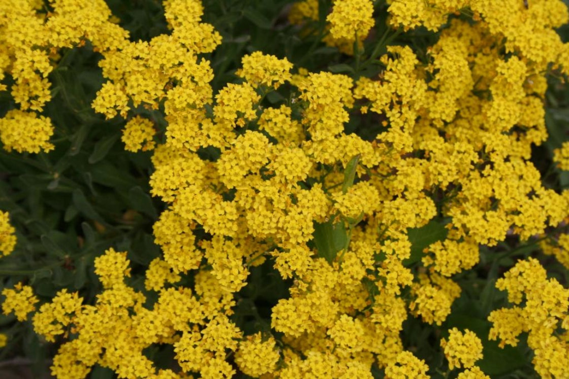 'Compacta' Basket of Gold