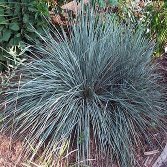 Blue Oat Grass