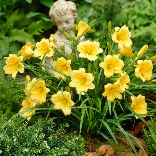 'Stella de Oro' Daylily Yellow