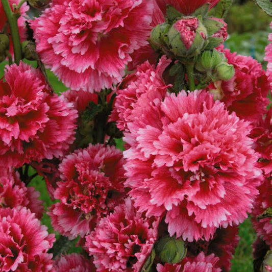 'Fiesta Time' Hollyhock