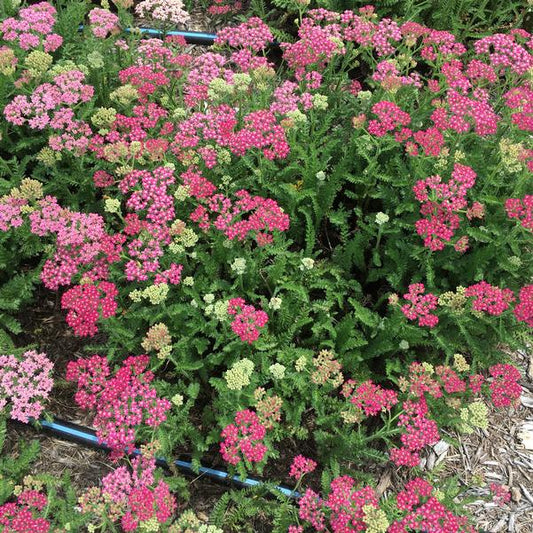 'Milly Rock Rose' Yarrow
